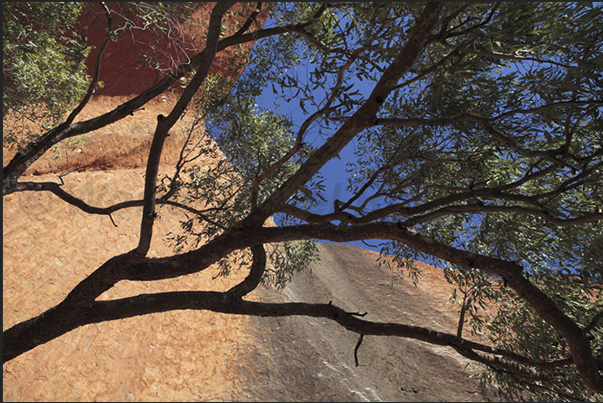 Uluru-Kata Tjuta National Park. The high vertical walls of Uluru