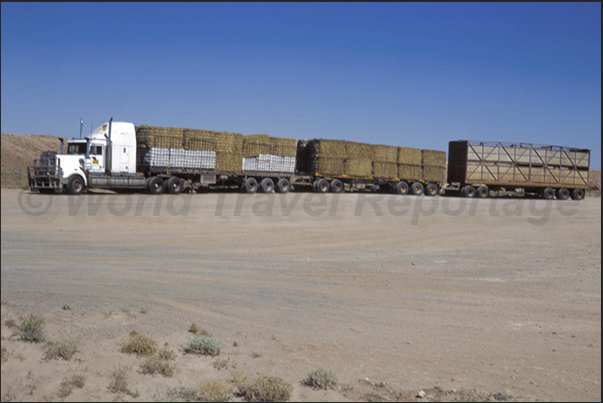 The road train. The long vehicle that runs on the Stuart Highway The road train. The long vehicle that runs on the Stuart Highway