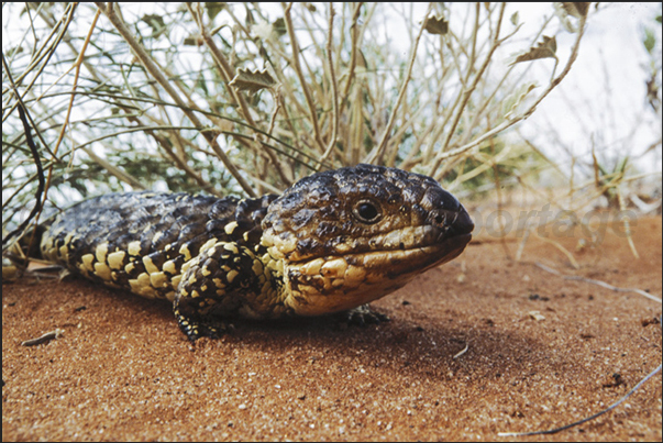 Along the Kingoonya Iron Knob Road. A Shingleback skink Lizard Along the Kingoonya Iron Knob Road. A Shingleback skink Lizard