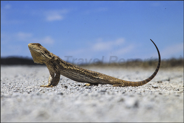 Along the Kingoonya Iron Knob Road. A Bearded Dragon Along the Kingoonya Iron Knob Road. A Bearded Dragon