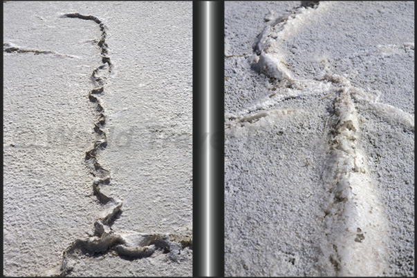 Lake Gairdner. Drawings of salt Lake Gairdner. Drawings of salt