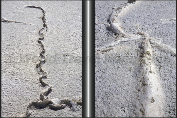 Lake Gairdner. Drawings of salt