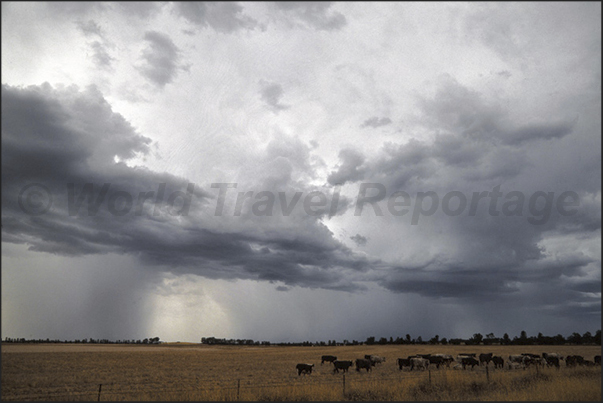 From Adelaide, to reach the Murray River, crossing large cattle pastures and cultivated areas