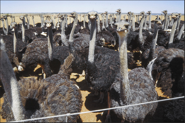 Along the way, they meet numerous breedings of ostriches and emu Along the way, they meet numerous breedings of ostriches and emu