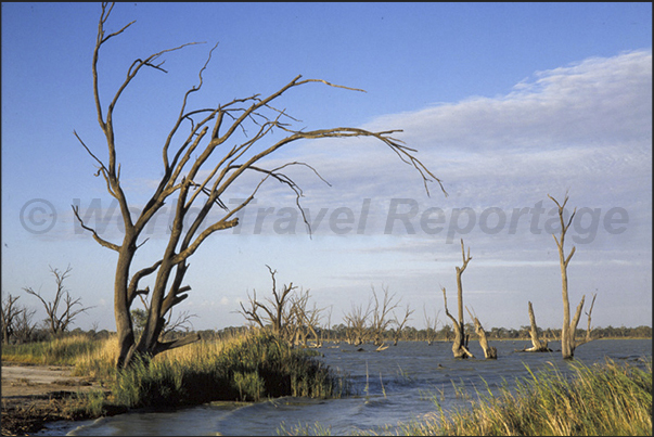 The wetlands along the Murrey River near the town of Loxton The wetlands along the Murrey River near the town of Loxton