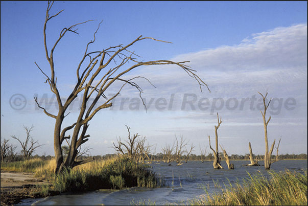 The wetlands along the Murrey River near the town of Loxton