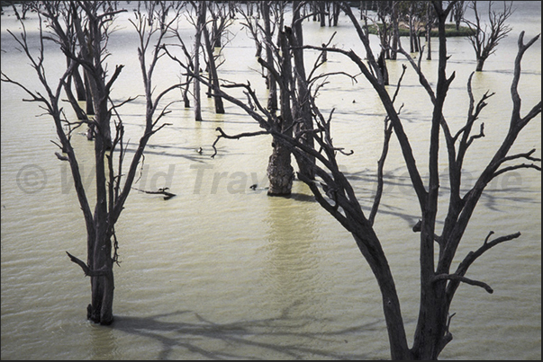 The wetlands along the Murrey River near the town of Loxton