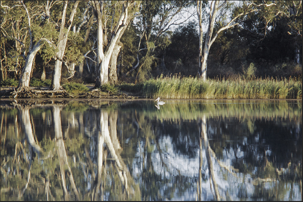 Many pelicans live in swampy areas along the Murrey River near Loxton town