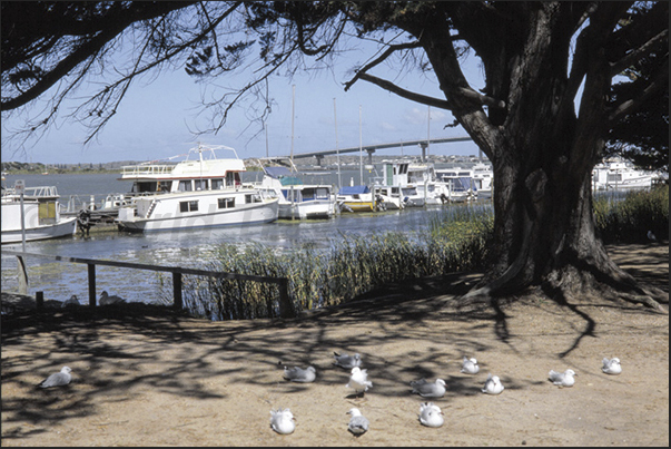 Goolwa is an historic river port on the Murray River near the Murray Mouth and joined by a bridge to Hindmarsh Island