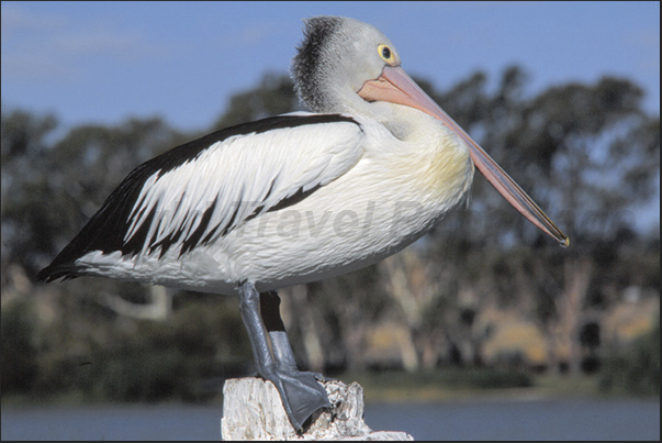 Pelican in the river port of Mannum