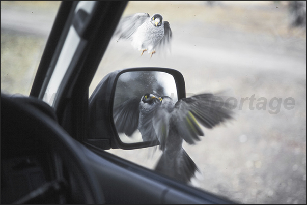 In the parking areas of the Great Ocean Road, birds and parrots approach the tourists for have a few crumbs of bread