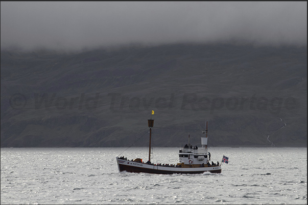 Husavik. There are several boats that take tourists to see the whales