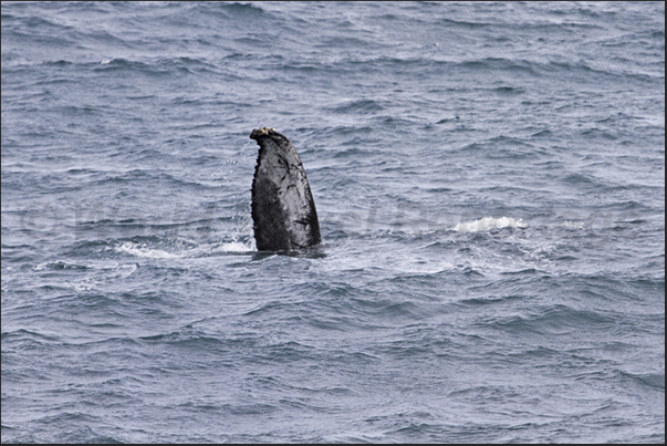 Whalewatching in front of the bay of Husavik Whalewatching in front of the bay of Husavik