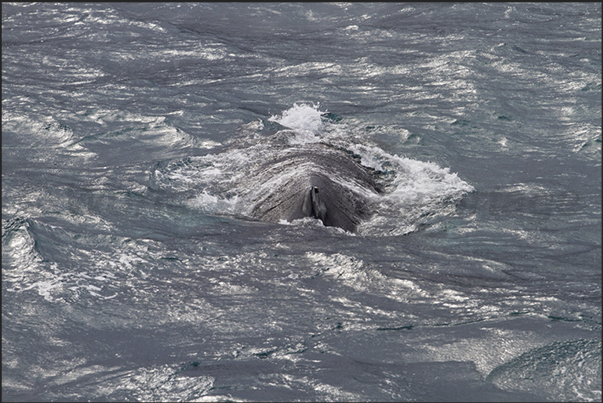 Whalewatching in front of the bay of Husavik