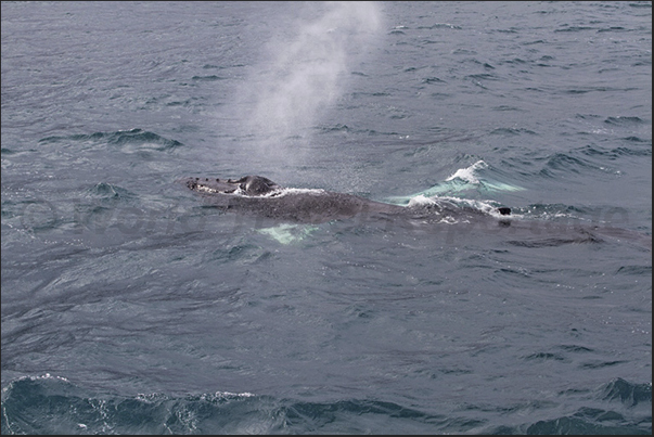 Whalewatching in front of Husavik Bay