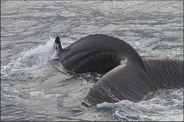 Whalewatching in front of Husavik Bay