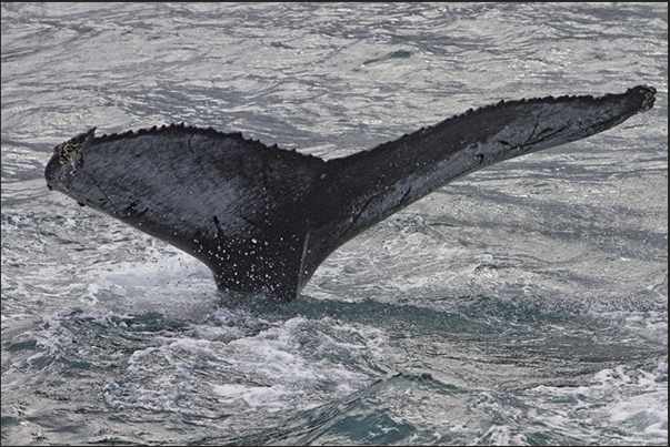 Whalewatching in front of Husavik Bay