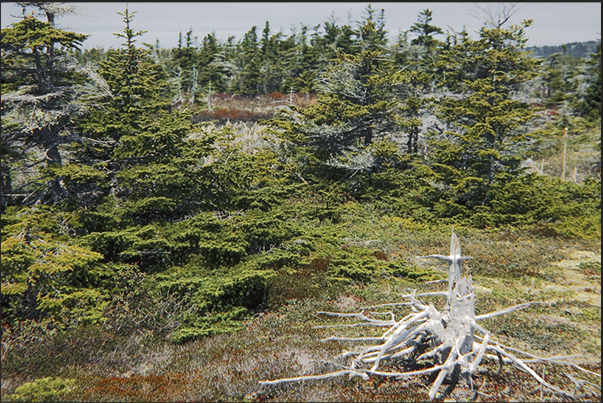 The great nature reserve on Grosse Island