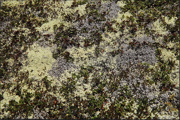 Grosse Island. The soft carpet of moss and lichen covering the ground Grosse Island. The soft carpet of moss and lichen covering the ground