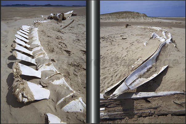 A skeleton of a whale on the beach de lâ€™Hopital. Island of Cap aux Meules