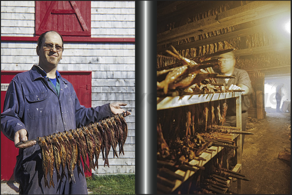 Havre aux maisons Island. Herrings kippers and the house of smoke, where are kippered the herrings Havre aux maisons Island. Herrings kippers and the house of smoke, where are kippered the herrings