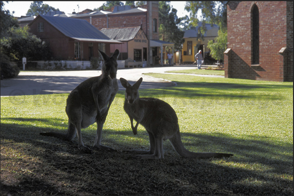 The old town of Swan Hill