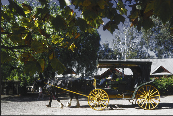 Carriage in the streets of Echuca Carriage in the streets of Echuca