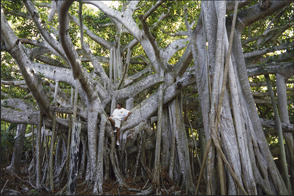 Walking through the island, you will discover huge mangroves, ficus benjamin and many other species of plants Walking through the island, you will discover huge mangroves, ficus benjamin and many other species of plants