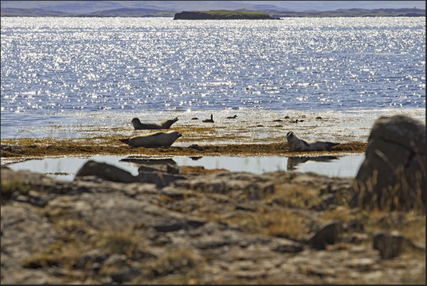 Skardssrond Peninsula. Seals on the west coast of Hvammsfjordur Fjord Skardssrond Peninsula. Seals on the west coast of Hvammsfjordur Fjord