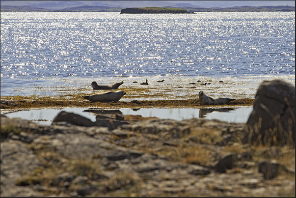 Skardssrond Peninsula. Seals on the west coast of Hvammsfjordur Fjord