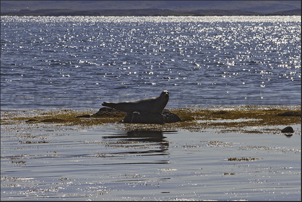 Skardssrond Peninsula. Seals on the west coast of Hvammsfjordur Fjord Skardssrond Peninsula. Seals on the west coast of Hvammsfjordur Fjord