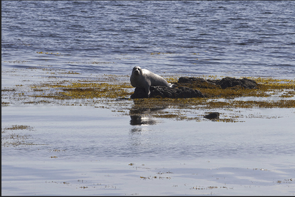 Skardssrond Peninsula. Seals on the west coast of Hvammsfjordur Fjord Skardssrond Peninsula. Seals on the west coast of Hvammsfjordur Fjord