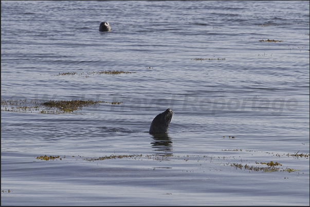 Skardssrond Peninsula. Seals on the west coast of Hvammsfjordur Fjord