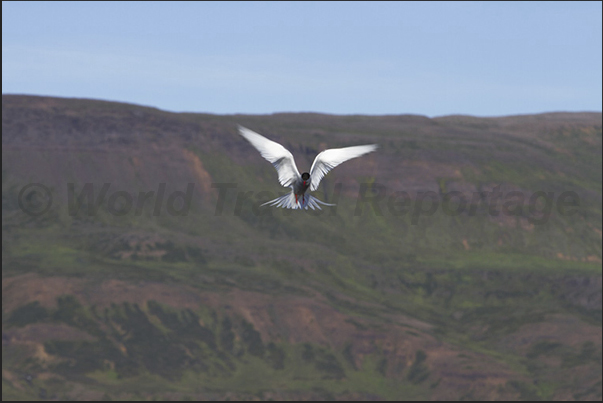 Skardssrond Peninsula. Arctic tern (Sterna paradisaea) in flight to hunting small fish Skardssrond Peninsula. Arctic tern (Sterna paradisaea) in flight to hunting small fish
