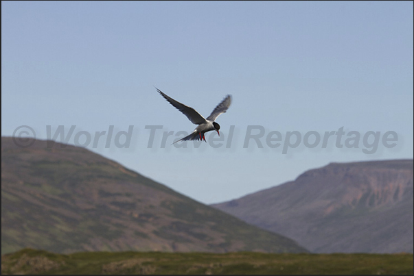 Skardssrond Peninsula. Arctic tern (Sterna paradisaea) in flight to hunting small fish Skardssrond Peninsula. Arctic tern (Sterna paradisaea) in flight to hunting small fish