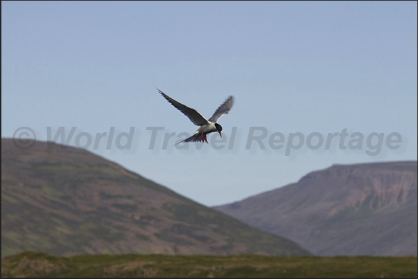 Skardssrond Peninsula. Arctic tern (Sterna paradisaea) in flight to hunting small fish