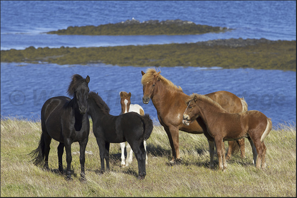 The Peninsula of Skardssrond, is one of the most popular places for fans of riding along the coast of the fjord The Peninsula of Skardssrond, is one of the most popular places for fans of riding along the coast of the fjord