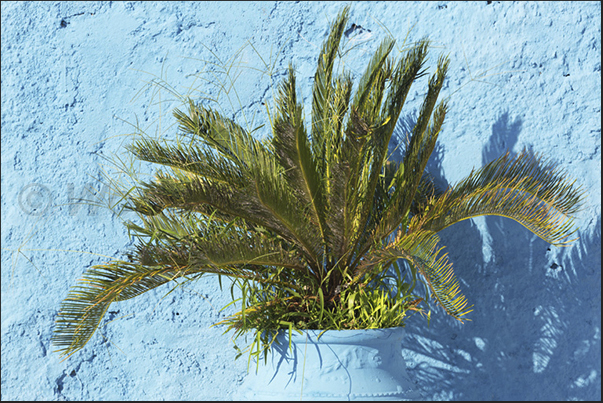 To highlight the plant, the vessel was painted with the same color of the wall To highlight the plant, the vessel was painted with the same color of the wall