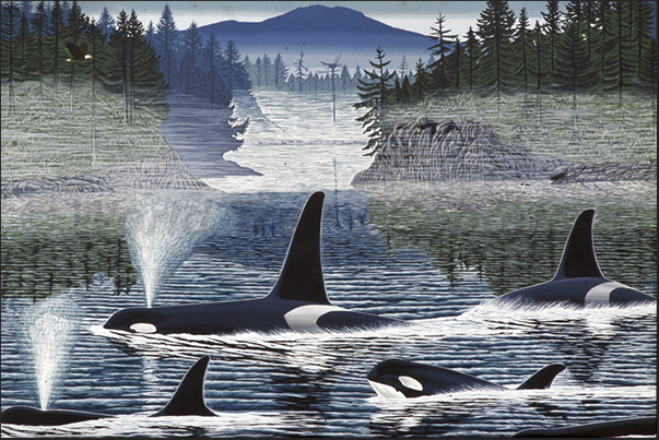 The passage of the orcas in front of the eastern coast The passage of the orcas in front of the eastern coast