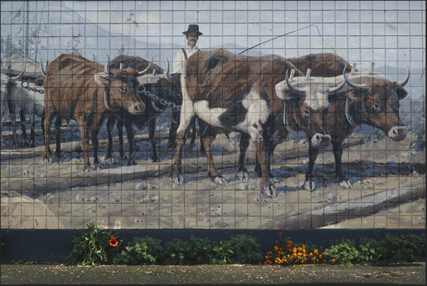 In 1898, the oxen were the only ones able to drag the big tree trunks from the forests to the carpenters