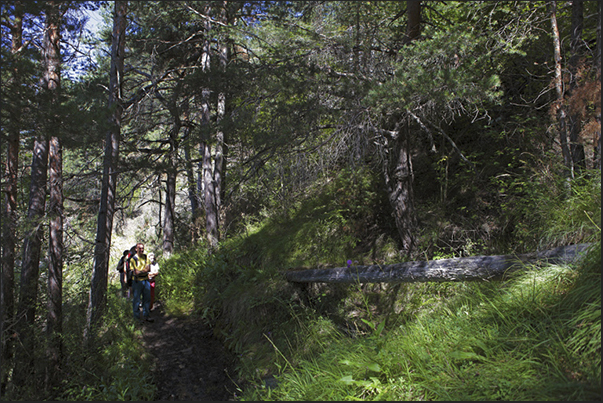 Walk in the woods to reach the old mines Walk in the woods to reach the old mines