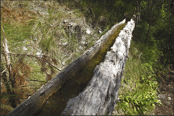 A hollowed out tree to bring the water in the valley