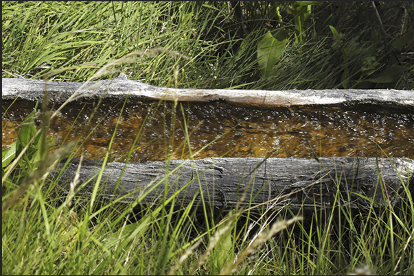 A hollowed out tree to bring the water in the valley