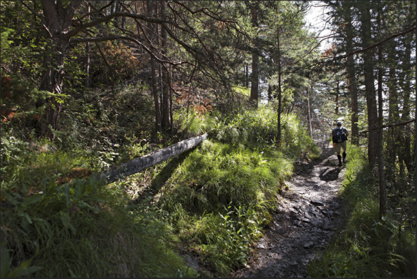 The path passes near several tree trunks dug to carry water downstream