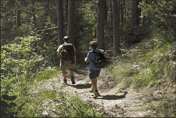 Several paths through the forests of pines and firs