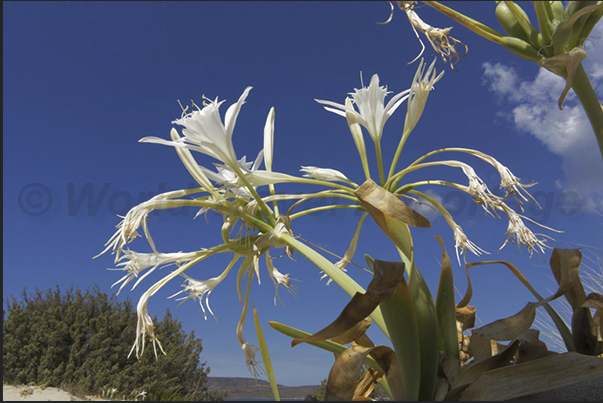 Vegetation on Elafonissos Island