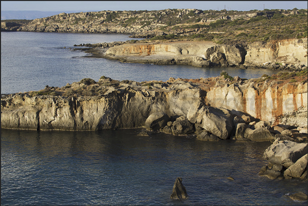 The costs of fossil forest near Cape Maleas The costs of fossil forest near Cape Maleas