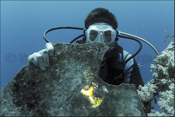 An aquarium glass used by researchers to study the fish in their natural environment An aquarium glass used by researchers to study the fish in their natural environment