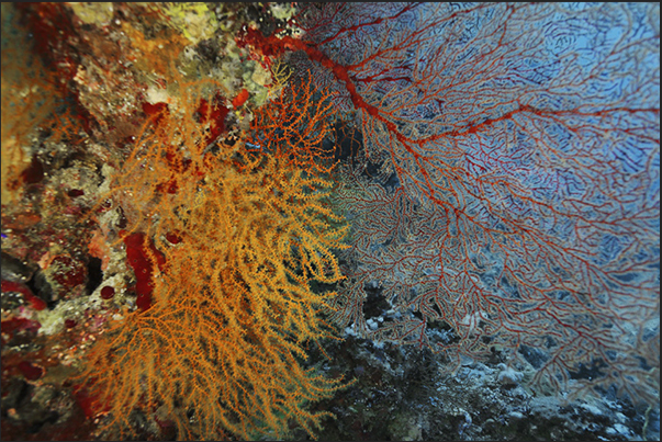 The reef around the cage is full of sea fans The reef around the cage is full of sea fans