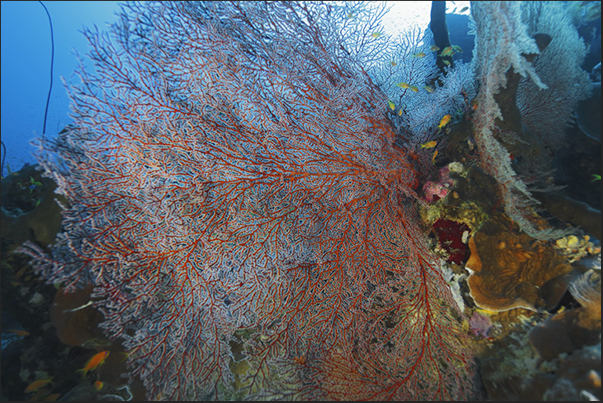 The reef around the cage is full of sea fans